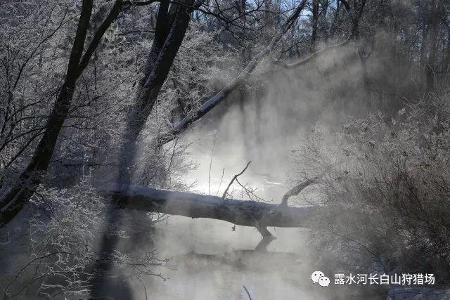 爱奇艺万能视频下载器游戏画面